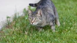 Entrepreneurial Instinct: When Your Gut is Your Best Business Advisor